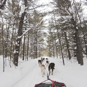 Dog sledding